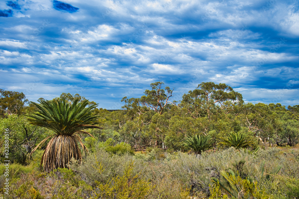 Outback vegetation with Macrozamia riedlei (zamia or zamia palm), wandoo eucalyptus and dry bushland in Badgingarra National Park, Western Australia
