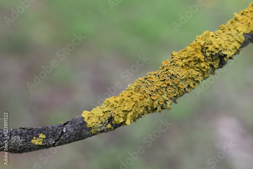 lichen on tree branch