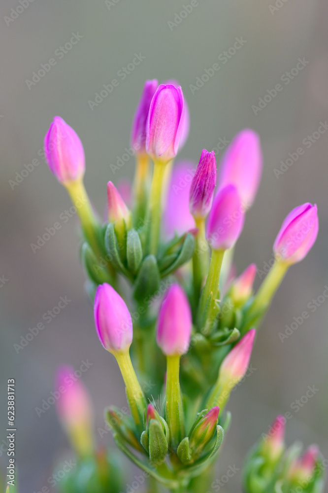 Common St. John's Wort (Centaurium erythraea) isolated on white background. Medicinal plant with small pink flowers Common St. John's Wort (Centaurium erythraea) isolated on white background. Medicinal plant with small pink flowers