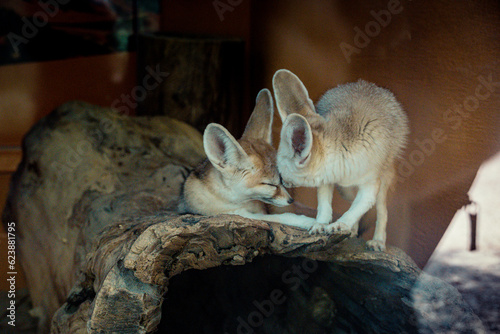 Billede på lærred Two fennec foxes cuddling