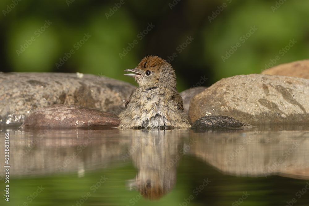 Eurasian blackcap - Sylvia atricapilla taking bath in water at green background. Photo from Kisújszállás in Hungary.