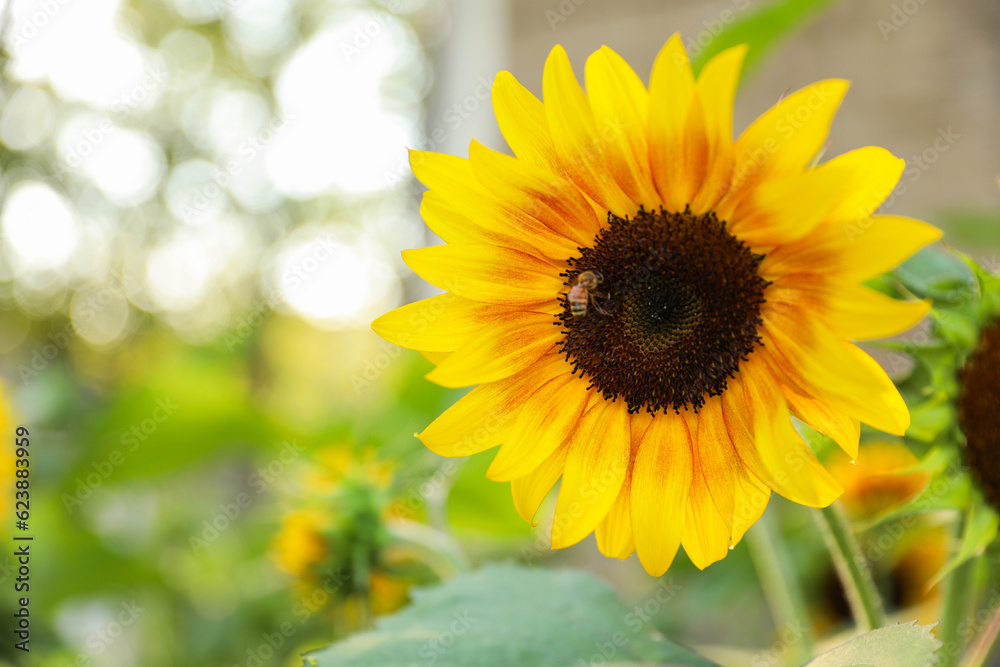Vibrant sunflowers and other blossoming flowers symbolize joy, optimism, and the arrival of happiness in the rejuvenating season of spring Vibrant sunflowers and other blossoming flowers symbolize joy, optimism, and the arrival of happiness in the rejuvenating season of spring