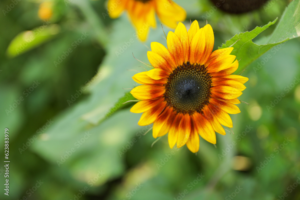 Vibrant sunflowers and other blossoming flowers symbolize joy, optimism, and the arrival of happiness in the rejuvenating season of spring Vibrant sunflowers and other blossoming flowers symbolize joy, optimism, and the arrival of happiness in the rejuvenating season of spring