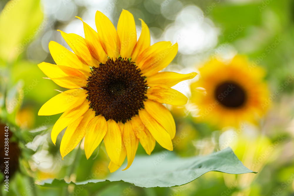Vibrant sunflowers and other blossoming flowers symbolize joy, optimism, and the arrival of happiness in the rejuvenating season of spring