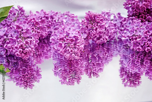 background with lilac flowers, Lilac, lilac flowers on a mirror surface