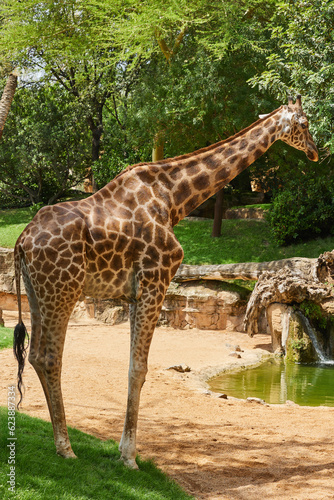 A giraffe is resting in the shade of trees