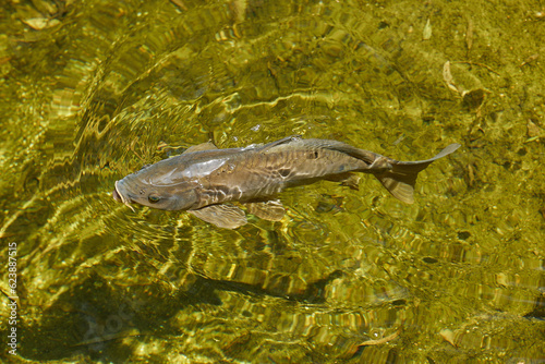 Big fish at the surface of the lake  top view