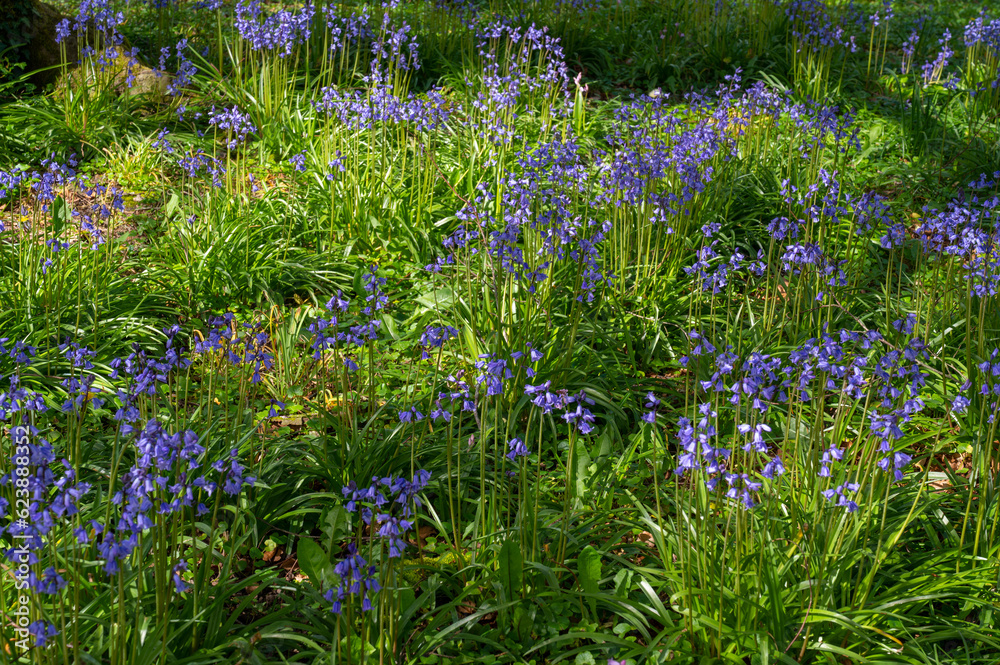 Fototapeta premium Blue bells . Low angle shot with sunset lighting.