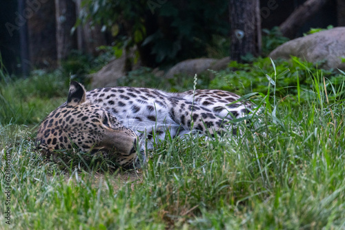 Sleeping leopard