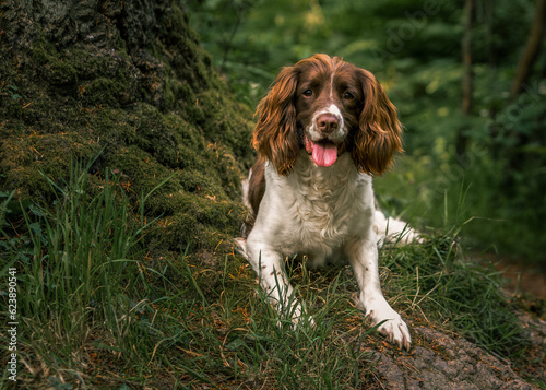 Obraz na płótnie english springer spaniel