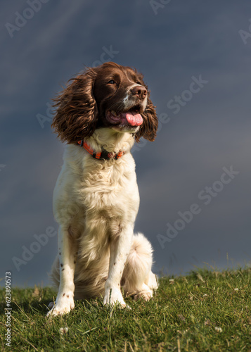 Obraz na płótnie english springer spaniel
