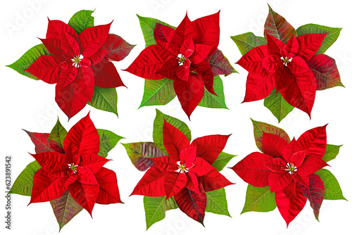 Poinsettia or Christmas Eve flower with leaves set isolated transparent png. Flor de Pascua. Red euphorbia pulcherrima flowering plant. photo