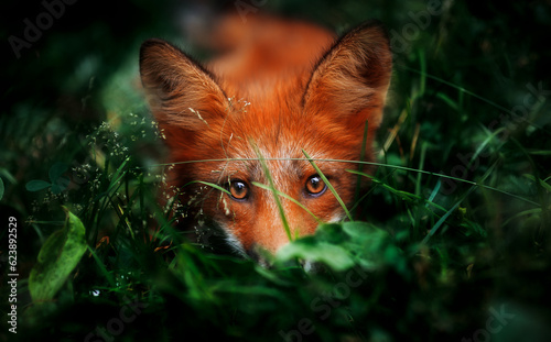 Red fox portrait