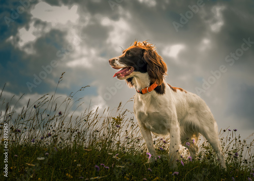 Obraz na płótnie dog on the meadow