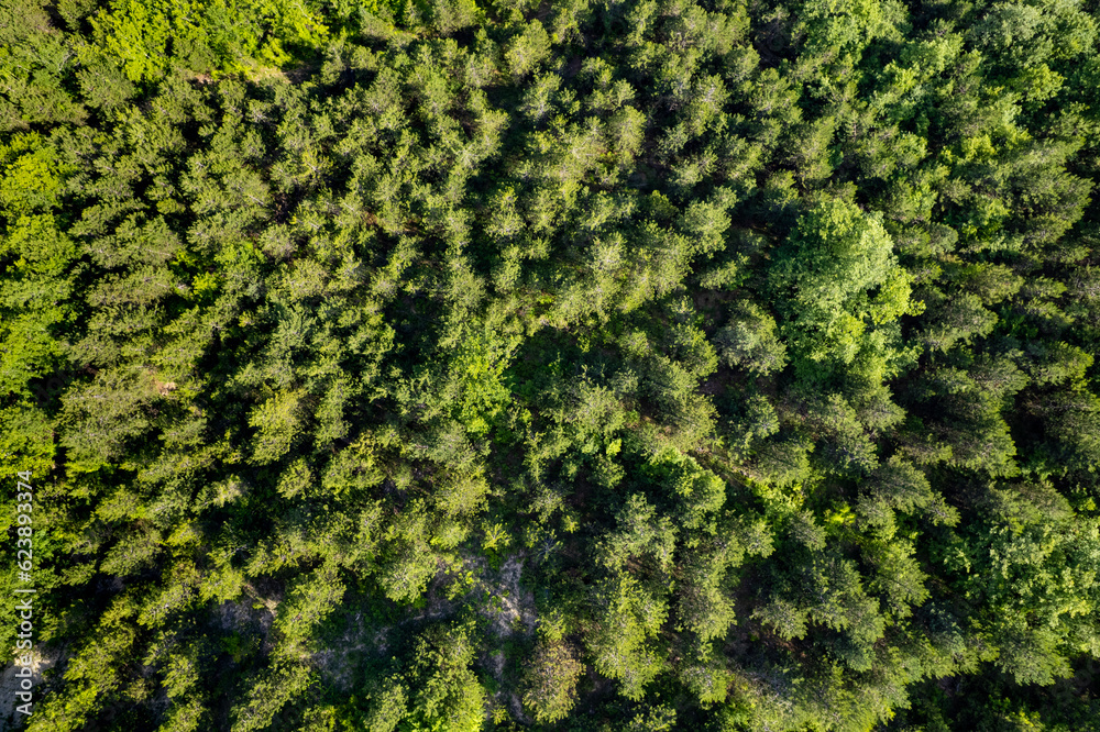 Fototapeta premium Beautiful forest landscape. Top view drone shot. Beautiful colors.