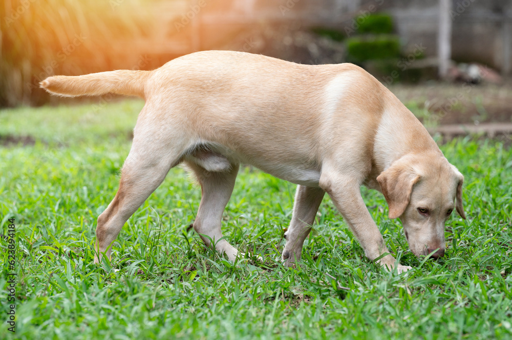 Portrait of walking labrador dog Portrait of walking labrador dog