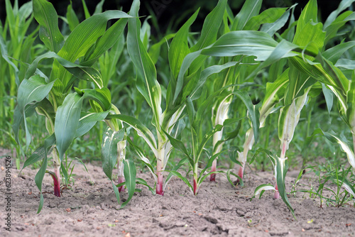 Foto Phytotoxic effect on the corn plant, discoloration, chlorosis caused by the use of the wrong herbicide