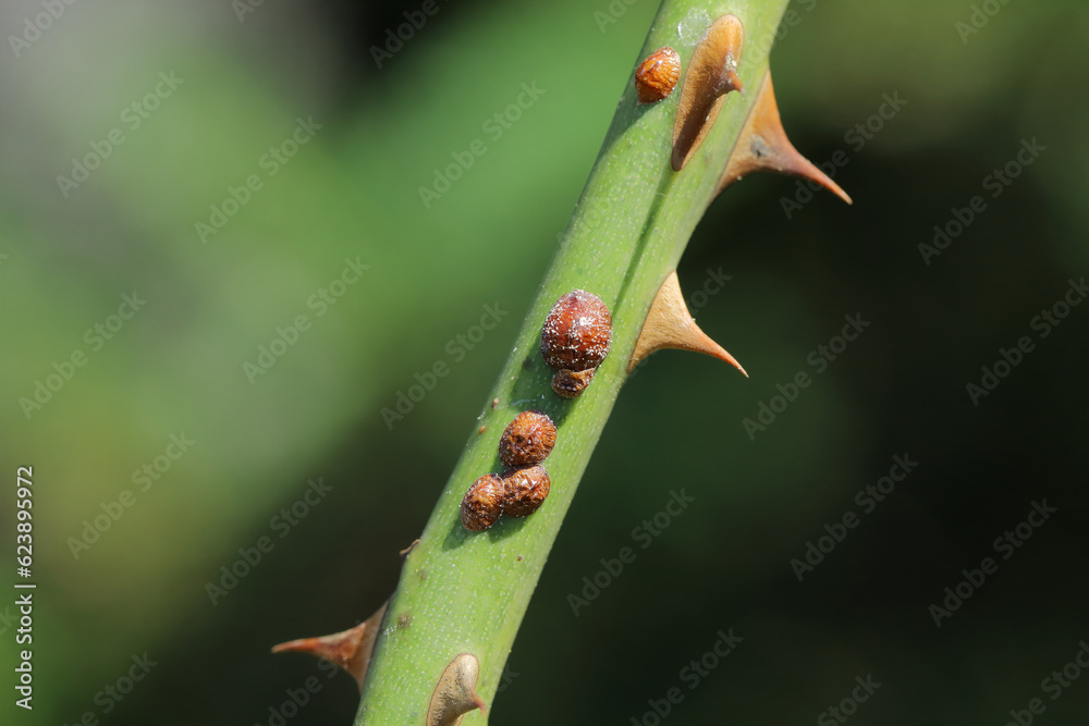 Brown scale insect, Parthenolecanium corni, on the stem of rose stem in the garden. Brown scale insect, Parthenolecanium corni, on the stem of rose stem in the garden.