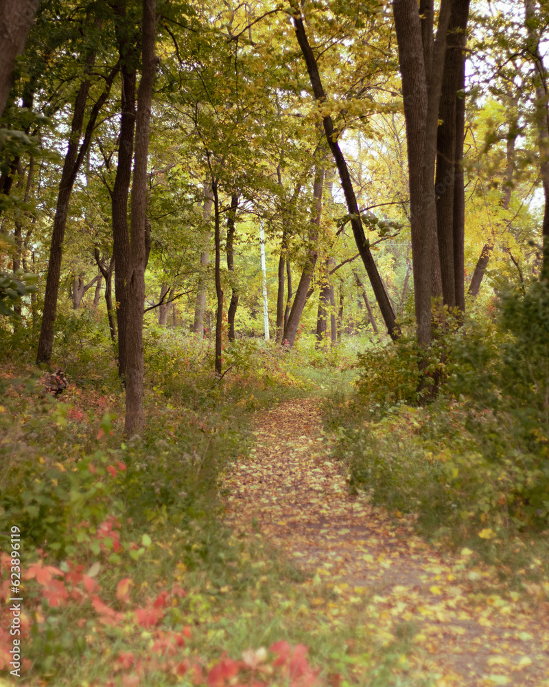 path in autumn forest path in autumn forest