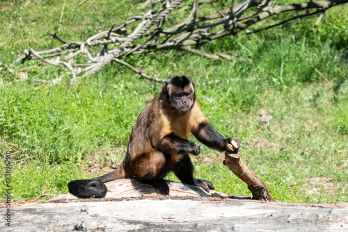 Capuchin monkey posing on a branch