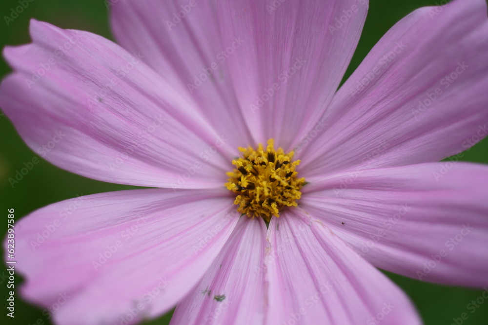 Violette Cosmos in Nahaufnahme von oben in einer Blumenwiese, Schmuckkörbchen Violette Cosmos in Nahaufnahme von oben in einer Blumenwiese, Schmuckkörbchen
