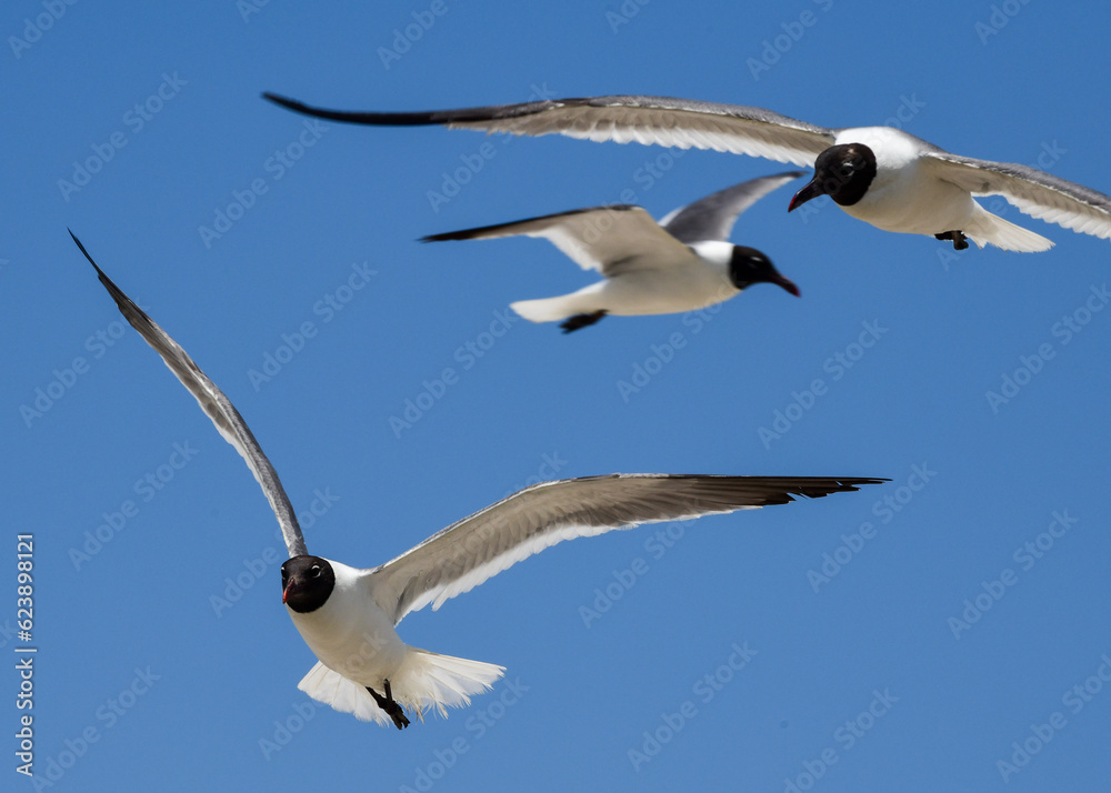 Fototapeta premium Laughing Gulls flying at Corpus Christi, Texas