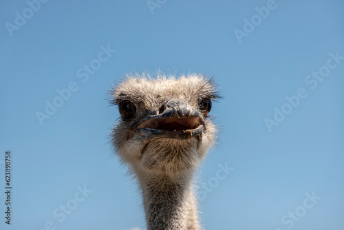 The ostrich curiously shows off in front of the camera thinking of food