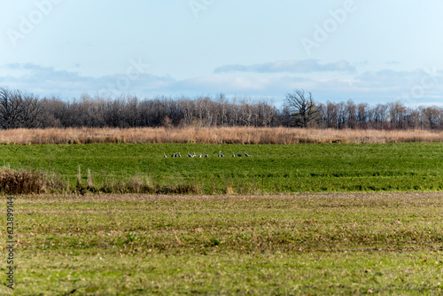 Sandhill Cranes At Collins Marsh Wildlife Area Near Reedsville, Wisconsin, During Fall Migration