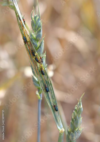 Cereal leaf beetle (Oulema melanopus duftschmidi) on the wheat leaf.