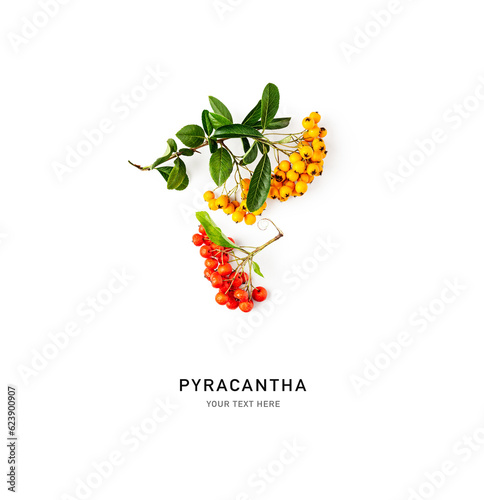 Pyracantha firethorn branch with red and yellow berries isolated. photo