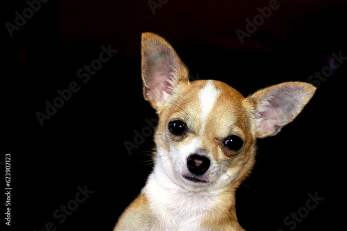 Portrait of Chihuahu, cute little dog on black background.