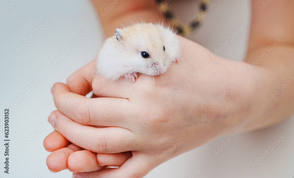 a small white with a red hamster in children's hands. a small white with a red hamster in children's hands.
