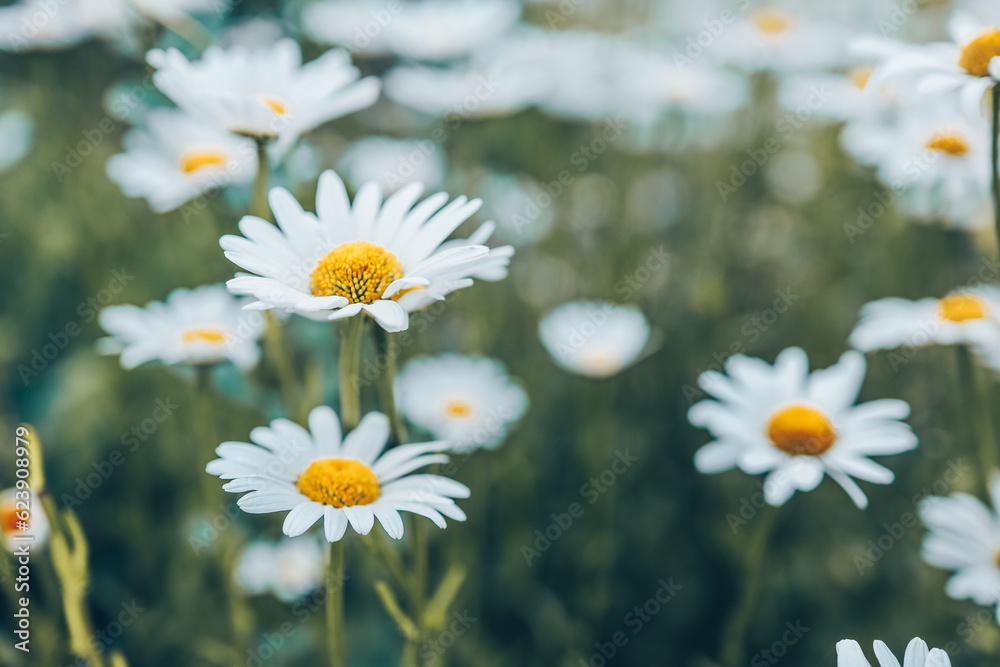 Chamomile flower field. Camomile in the nature. Field of camomiles at sunny day at nature. Camomile daisy flowers in summer day. Chamomile flowers field wide background in sun light Chamomile flower field. Camomile in the nature. Field of camomiles at sunny day at nature. Camomile daisy flowers in summer day. Chamomile flowers field wide background in sun light