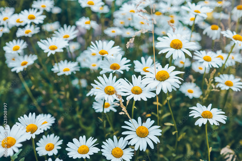 Chamomile flower field. Camomile in the nature. Field of camomiles at sunny day at nature. Camomile daisy flowers in summer day. Chamomile flowers field wide background in sun light Chamomile flower field. Camomile in the nature. Field of camomiles at sunny day at nature. Camomile daisy flowers in summer day. Chamomile flowers field wide background in sun light