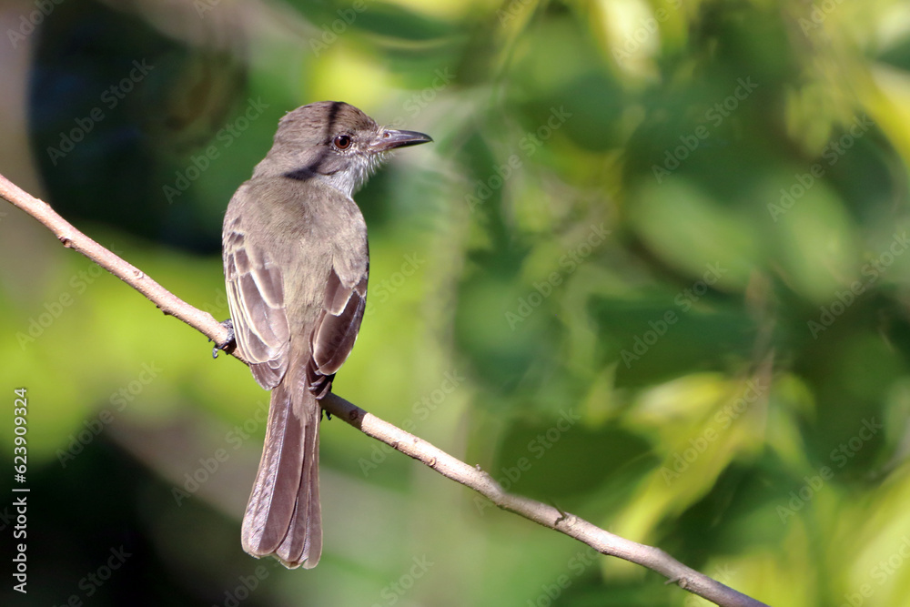 Brown-crested Flycatcher (Myiarchus tyrannulus) perched on a branch. back view