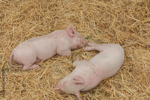 Two rare breed piglets asleep on some straw
