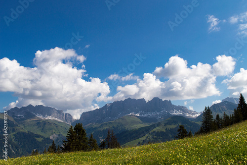 landscape in summer