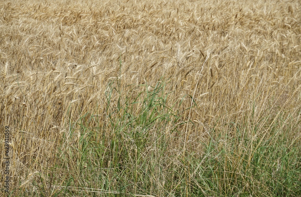 Fototapeta premium Hohes grünes Gras vor Getreidefeld bei Sonne am Nachmittag im Sommer