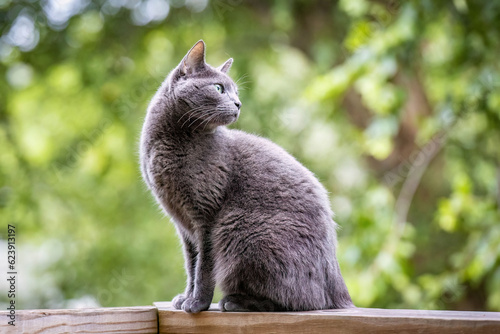 Beautiful Russian blue cat portrait outdoors