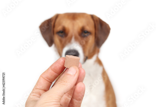 Photography Dog dewormer in hand in front of defocused dog