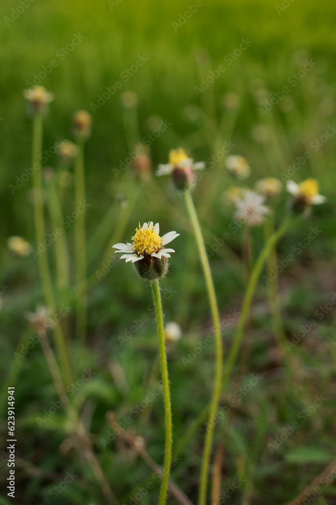 Gletang is a weed plant, a member of the Asteraceae tribe Gletang is a weed plant, a member of the Asteraceae tribe
