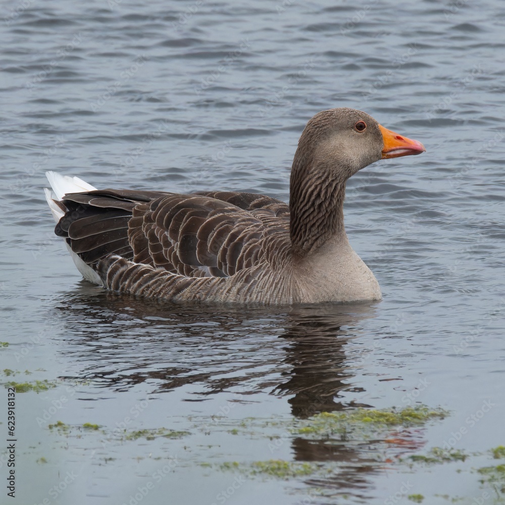 Fototapeta premium Greylag goose swimming on a freshwater reservoir