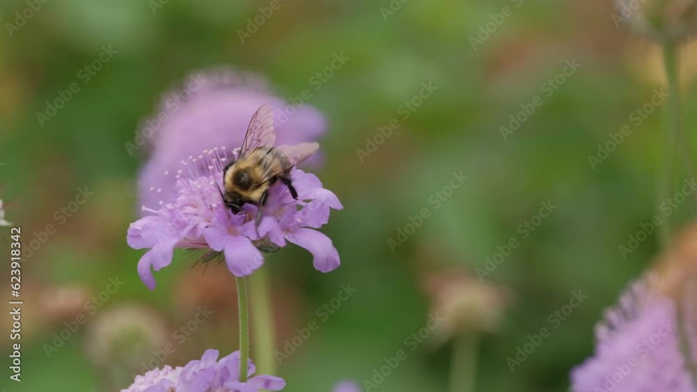 Bee walking on and collecting nectar from scabiosa flower Bee walking on and collecting nectar from scabiosa flower