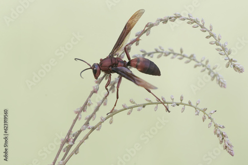 A paper wasp is on the prowl in a wildflower. This insect has the scientific name Polistes metricus. photo