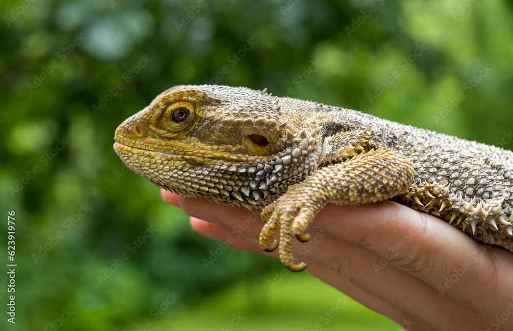 Obraz premium bearded dragon lizard close-up