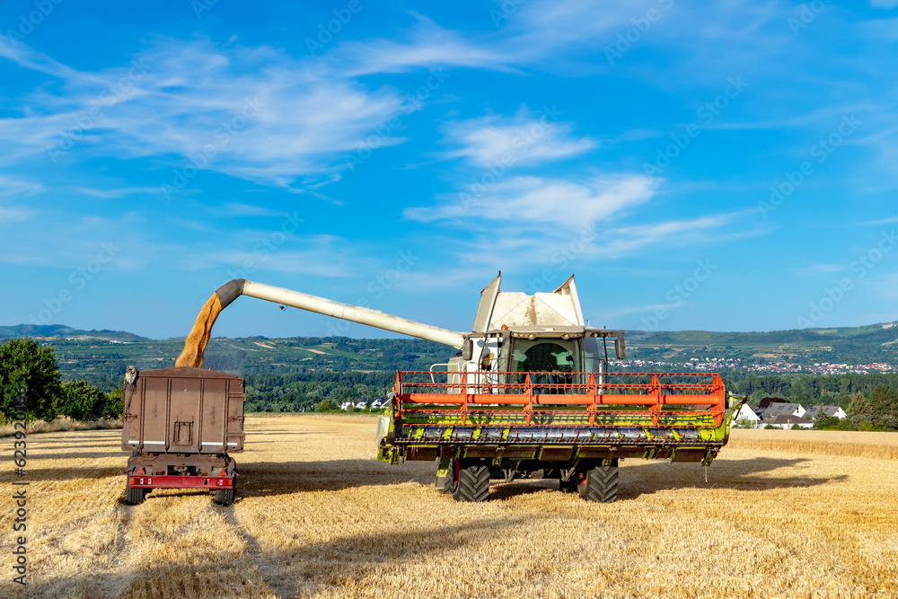 Fototapeta premium Grain harvesting combine in summer at corn field