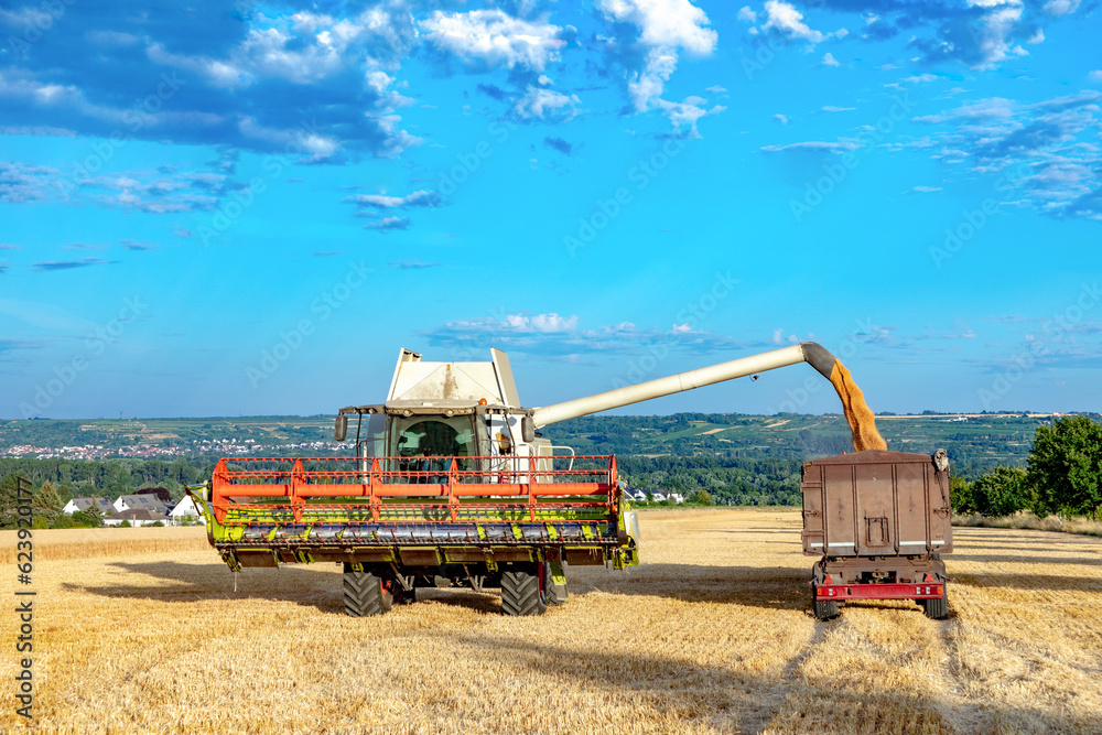 Fototapeta premium Grain harvesting combine in summer at corn field