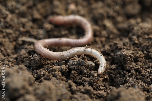One worm on wet soil, closeup. Terrestrial invertebrates