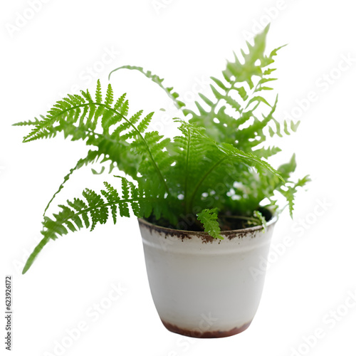 Green fern plant in pot isolated on white background with clipping path © Waqar