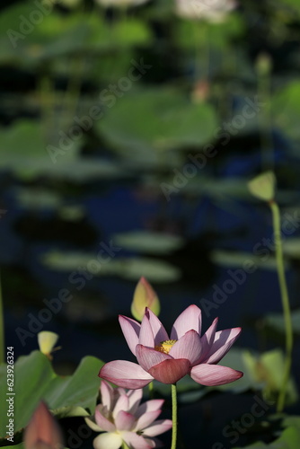 日本の夏の蓮